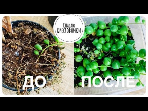 Видео: 🌿Как я спасала крестовники Роули и Геррейна. Размножение.