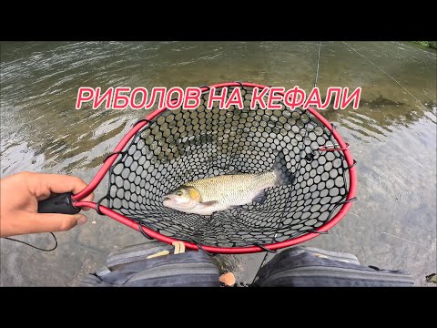 Видео: РИБОЛОВ НА КЕФАЛИ В ДЪЖДА ПО Р.МАРИЦА!