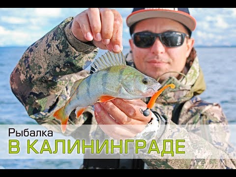 Видео: Рыбалка в Калининграде. Ловля окуня и судака на джиг