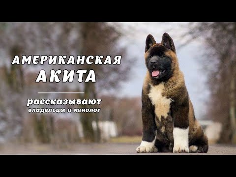 Видео: АМЕРИКАНСКАЯ АКИТА. Рассказывают владельцы и кинолог American Akita