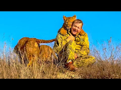 Видео: ЗДОРОВО! Симба тянет меня за кофту на гору к Олегу Зубкову и остальным львятам!