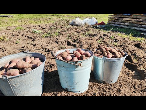 Видео: Начал копать картошку на огороде. Не густо, но и не пусто. 04.09.25