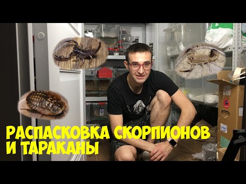 Видео: Распаковка скорпионов и кормление Термоковрики Тараканы Blaberus craniifer Hottentotta Leiurus