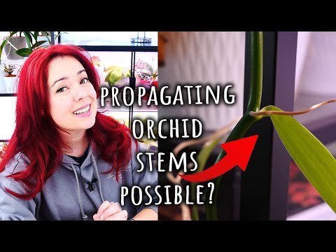 Видео: Как промывать орхидеи? Какие орхидеи можно размножить черенками? И многое другое! Вопросы и ответ...