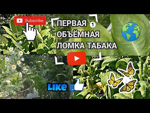 Видео: Первая объëмная ломка табака