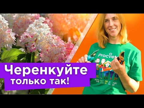 Видео: ЧЕРЕНКУЕМ ГОРТЕНЗИЮ СО 100% РЕЗУЛЬТАТОМ! Все черенки приживутся при таком способе укоренения