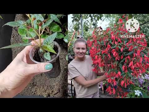 Видео: Этапы ПЕРЕСАДКИ вегетативных растений. Опыт и советы Ани, ответы на частые вопросы