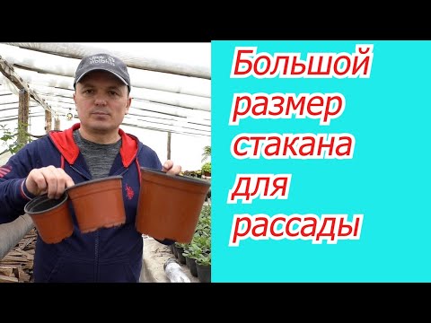 Видео: Почему большой стакан ПЛОХО для рассады. Наглядно и доходчиво.