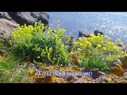 Видео: КОГАТО ТИ МИ КАЗА!