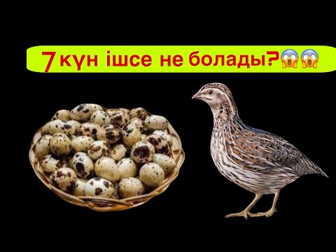 Видео: Бөдене жұмыртқасының пайдасы. Күнде ішсе не болады?