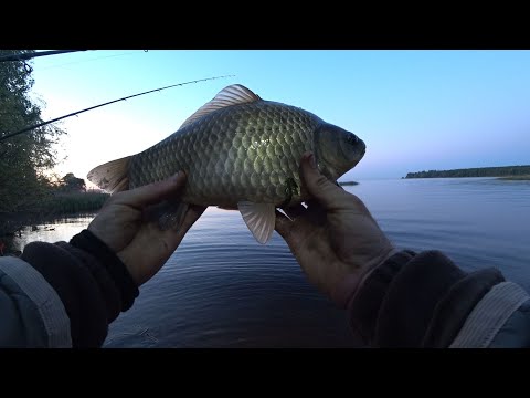 Видео: ТРОФЕЙНЫЕ КАРАСИ КИЕВСКОГО МОРЯ.  Толокунь.  Рыбацкое путешествие. Уха из Судака