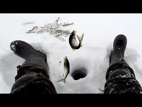 Видео: Как Ловить Ельца в Глухозимье! Рыбалка на р.Томь, с.Соломатова!