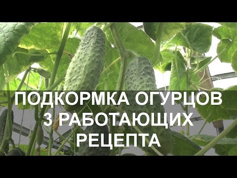 Видео: Подкормка Огурцов Народными Средствами 3 Работающих Рецепта