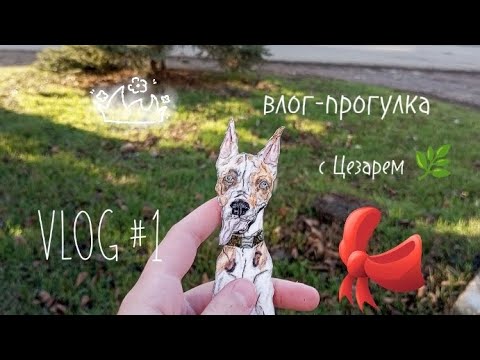 Видео: VLOG-прогулка с Цезарем 🌹❄️ у Цезаря возможно появится скоро брат или сестра 🤫