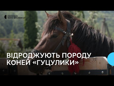 Видео: Як на Косівщині відроджують гуцульську породу коней