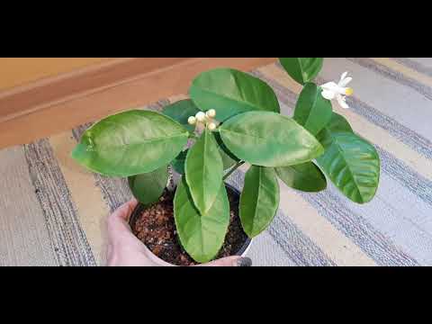 Видео: ЛИМОН 🍋 сорт #ПАВЛОВСКИЙ История, описание сорта. #комнатные_цветы #лимоны