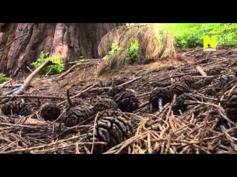 Видео: Невидимая природа. Сила растений. Серия 3