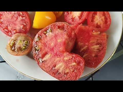 Видео: Обзор томатов гномов, в открытом грунте, в разрезе, по вкусу🍅