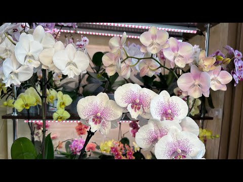 Видео: Пересадка Орхидей изо мха и цветение Биг Липов