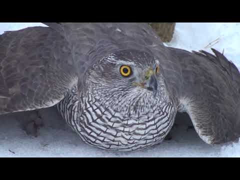 Видео: Как поймать ястреба.Hawk-sparrowhawk. The hawk is a goshawk. hawk catching
