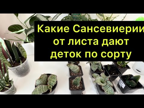 Видео: Сансевиерия из листа / какие Сансевиерии из листа дают деток по сорту / #сансевиерия