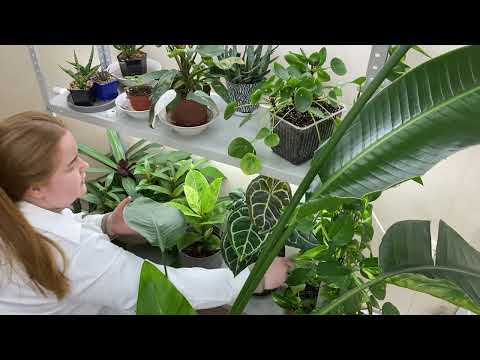 Видео: Опять МУЧНИСТЫЙ ЧЕРВЕЦ ! Цветочная рутина 🪴