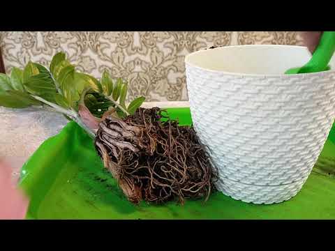 Видео: Пересадка замиокулькаса.