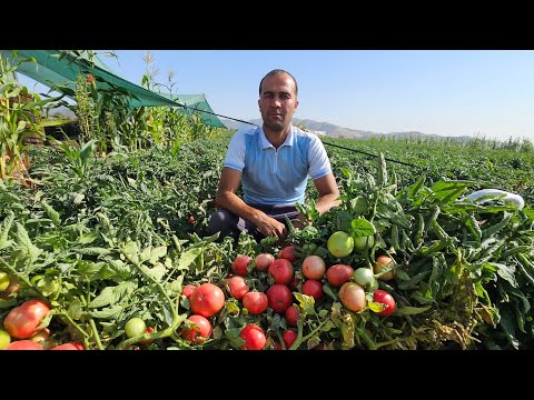 Видео: СУКОКЛИК ЁШ МУТАХАСИС ИЛЙОСБЕК ДАН КИЧИК АГРО МАСЛАХАТЛАР.