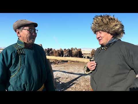 Видео: Монгол улсын аварга тэмээчин С.Лхагва. Говь Алтай аймгийн Цээл сум