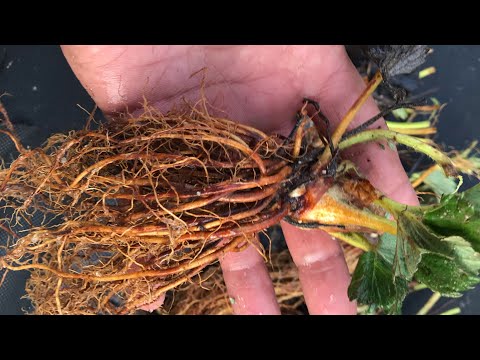 Видео: Что такое фриго. Что нужно сделать перед посадкой.