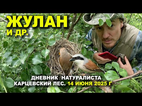 Видео: Птицы Карцевского леса. Дневник 14 июня 2025 г.