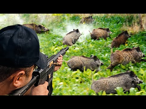 Видео: Сахарная свекла МОНСТРЫ! Мы охотились на кабанов, которые уничтожали сахарную свеклу.