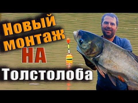 Видео: Секреты монтажа на ТОЛСТОЛОБА🐟🐟🐟.    Вываживание крупной рыбы 🎣 ловля трофея на аматорскую снасть.