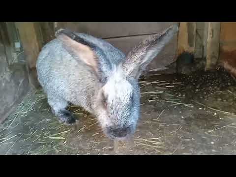 Видео: Новости  и обзор  хозяйства 🐇