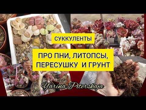 Видео: Суккуленты. Про пни, литопсы пересушку и грунт.