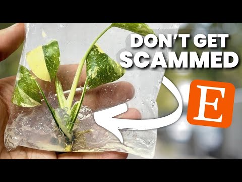 Видео: Где купить растения для тканевой культуры