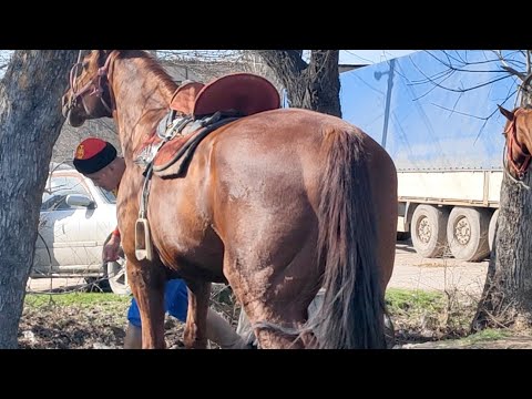 Видео: Өзгөн командасы машыгуусу.