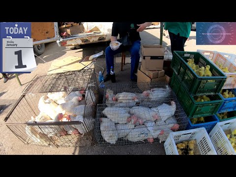 Видео: Купили кур. Заселяем курятник.