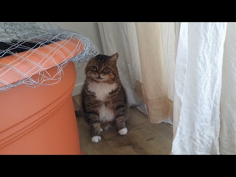 Видео: Продовження знайомства 🐈‍⬛🐈