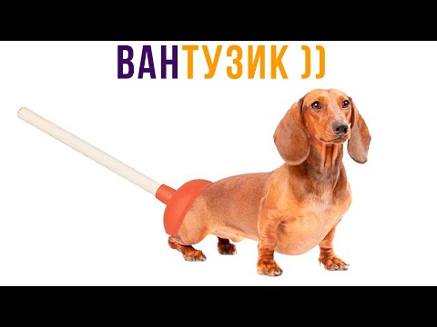 Видео: ВАНТУЗик ))) Приколы | Мемозг 779