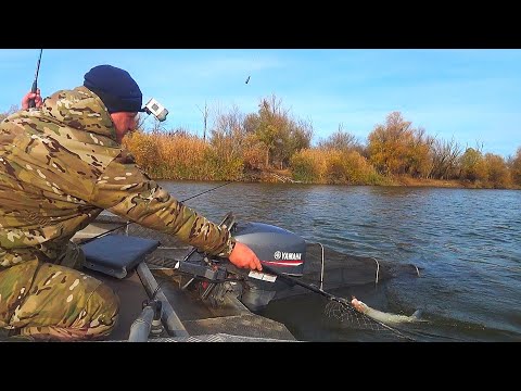 Видео: ВОТ ЭТО РЫБАЛКА! Я МЕЧТАЛ О НЁМ! ОСЕННИЙ ХИЩНИК И ЛЕЩ. Собираю самые вкусные грибы и готовлю рыбу