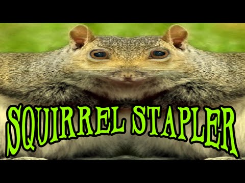 Видео: СЛОВИЛ БЕЛОЧКУ ► Squirrel Stapler ► ПРОХОЖДЕНИЕ (1)