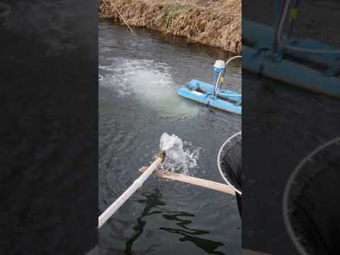 Видео: выращивание форели с одного грамма до 500гр за 6месяцев