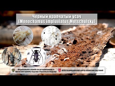 Видео: Черный крапчатый усач (Monochamus impluviatus Motschulsky)