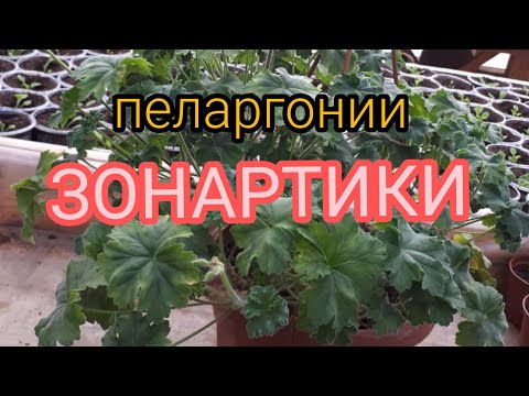 Видео: Ещё одна интересная ПЕЛАРГОНИЯ!