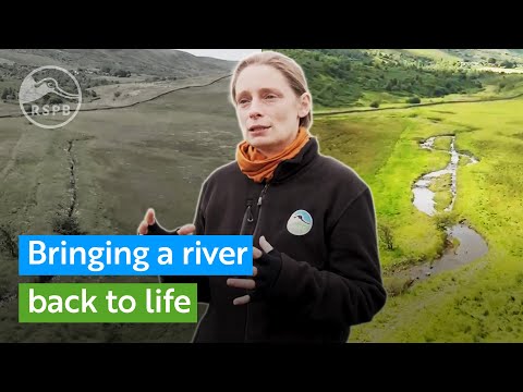 Видео: Помогаем природе восстановиться — возвращаем реку к жизни в Королевском обществе защиты птиц Гелт...