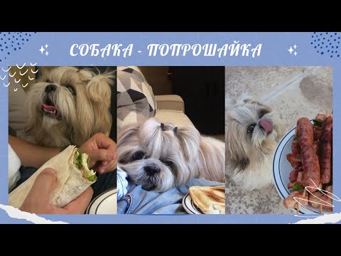 Видео: Выпрашивание еды/ Психология поведения собаки