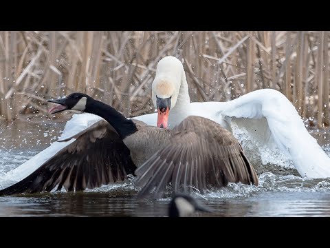 Видео: Этот Лебедь ТОПИТ Гусей и атакует Орлов! Шипун – самый агрессивный в семействе!
