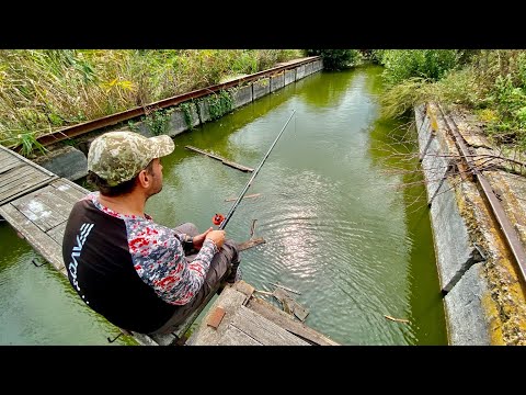 Видео: Рибалка на КАРПА! Ловимо РИБУ для ЗСУ!!!