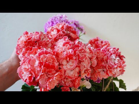 Видео: #72. Pelargongaragets Hanna Novis и Ю Ярославна - сорт пеларгонии.